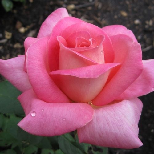 Rose Ibridi di Tea - Rosa - Flamingo - 